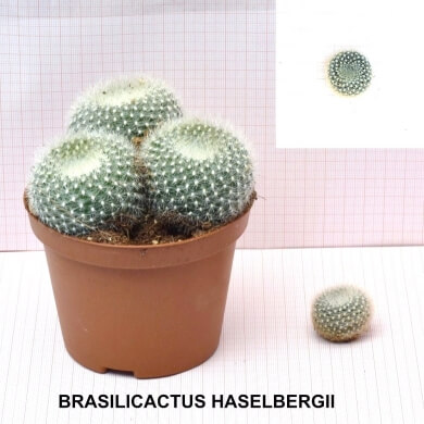 BRASILICACTUS HASELBERGII