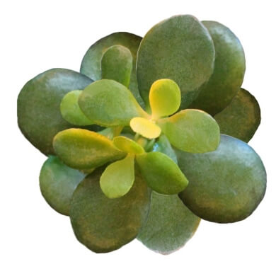 Crassula Ovata Minor