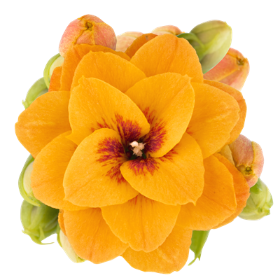 Exotic Orange Meadow