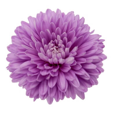 Asters Queen Regent Blue BL