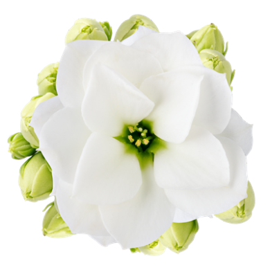 Pearly White Meadow