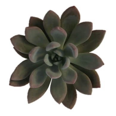 Echeveria X Pachyphytum Yvonii