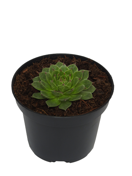 SEMPERVIVUM CALCAREUM BLACKBERRY BIG