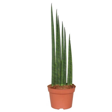 Sansevieria Bacularis Musica Uno 12Cm