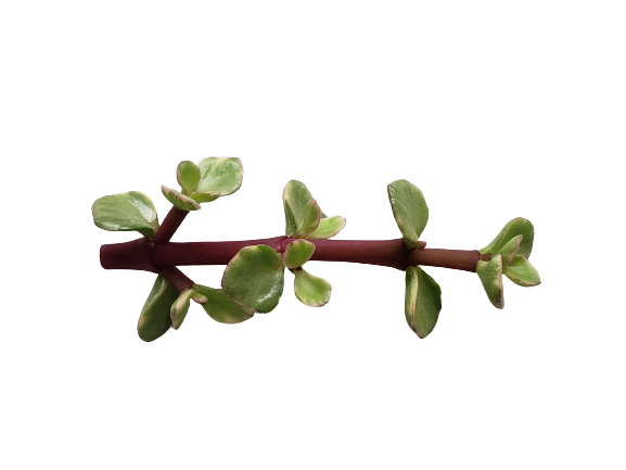 PORTULACARIA AFRA VARIEGATA