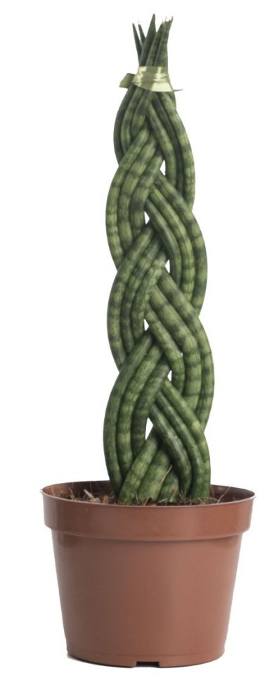 Sansevieria Cylindrica Braid 38 CM 9 Fingers