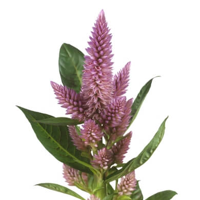 Celocia Spicata Merida Pink