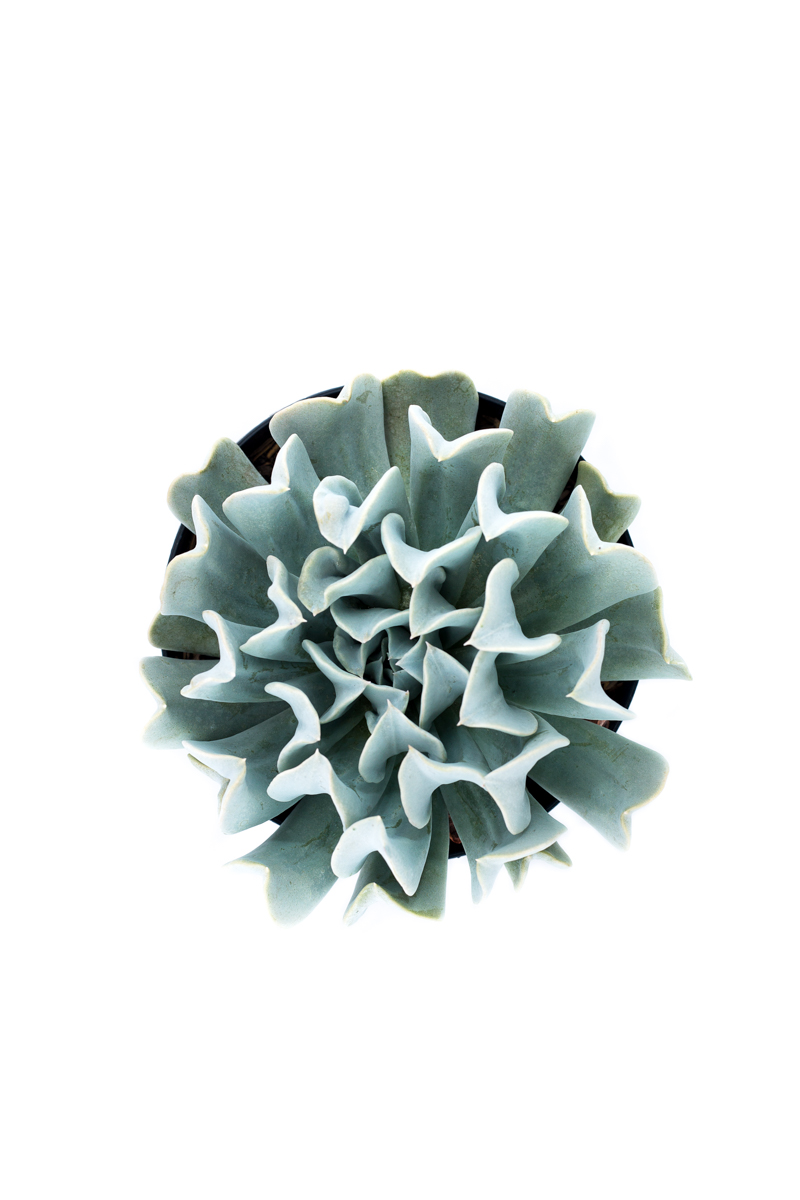 ECHEVERIA RUNYONI CABBAGE
