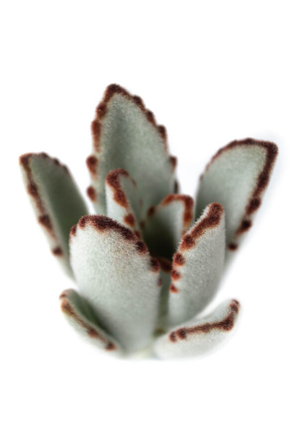 KALANCHOE TOMENTOSA SILVER