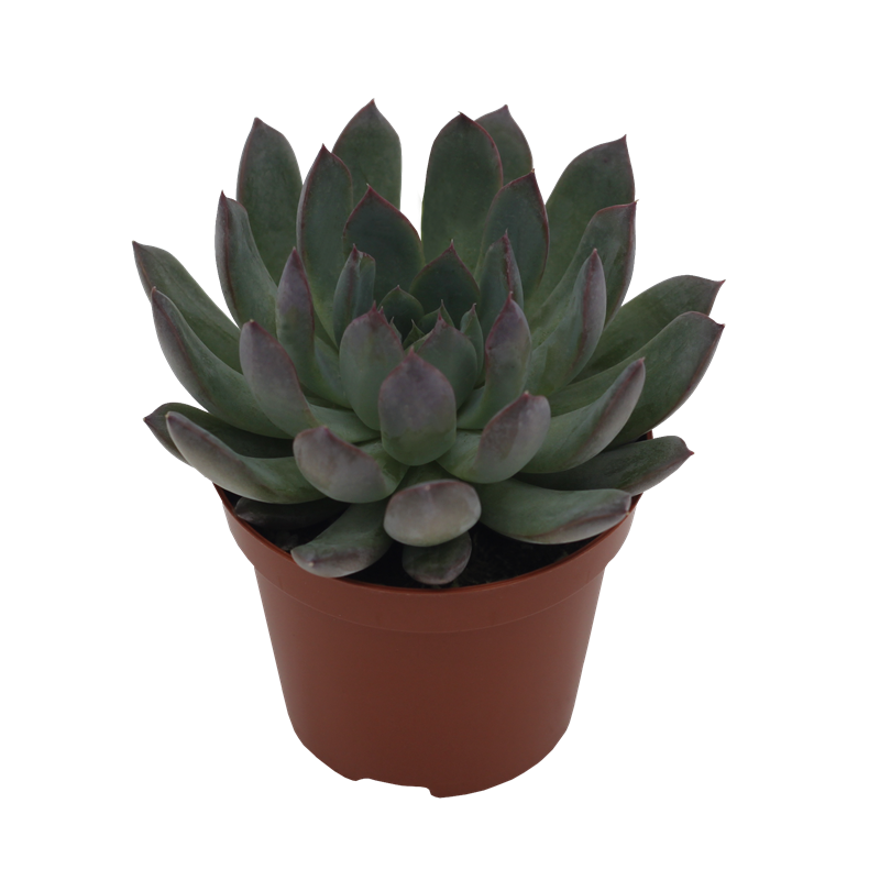 Echeveria Hybrid Mira PL