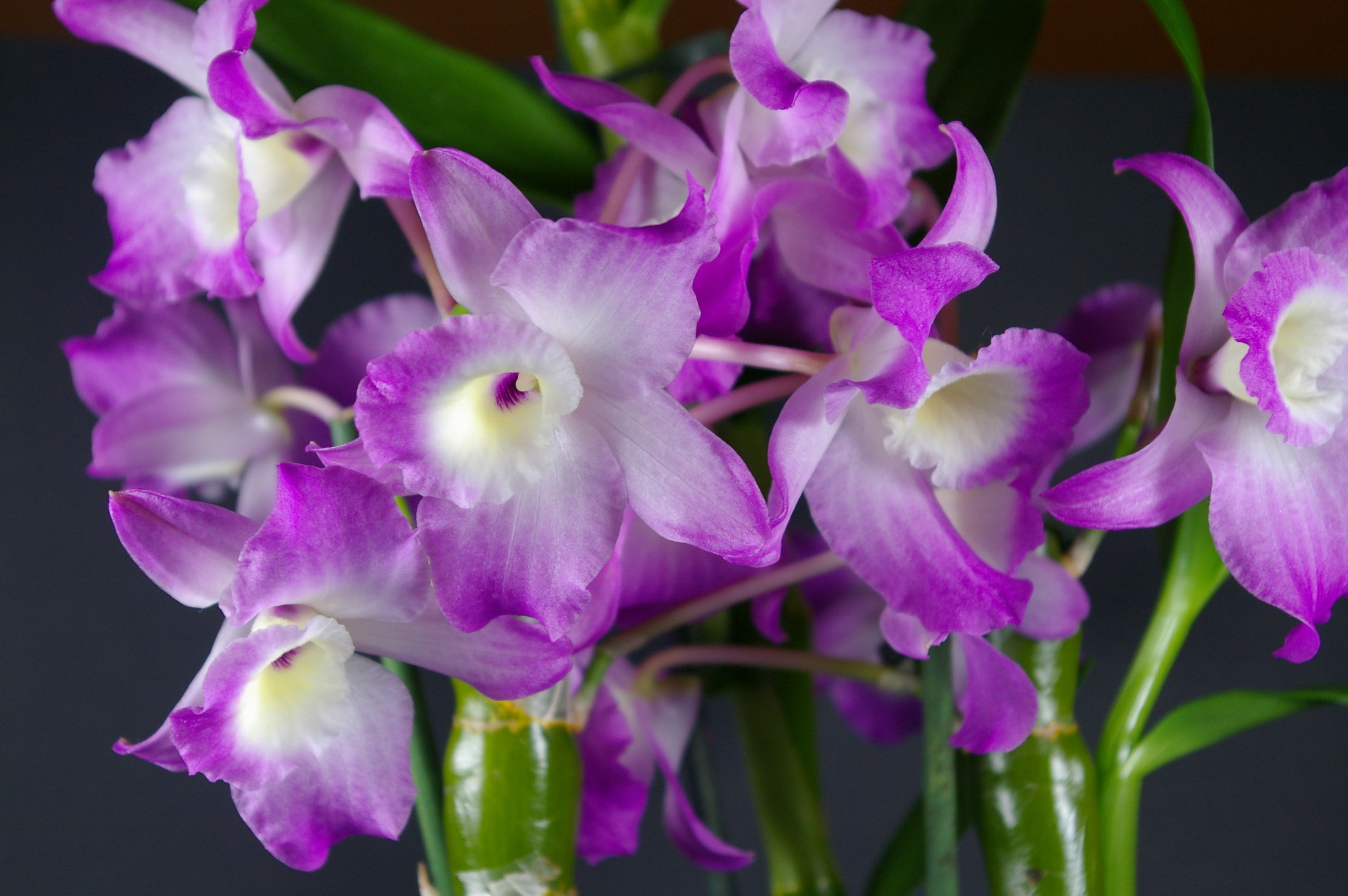 Dendrobium Origin