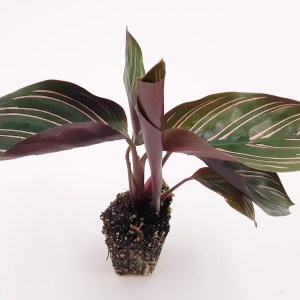 Calathea Ornata Plug 5