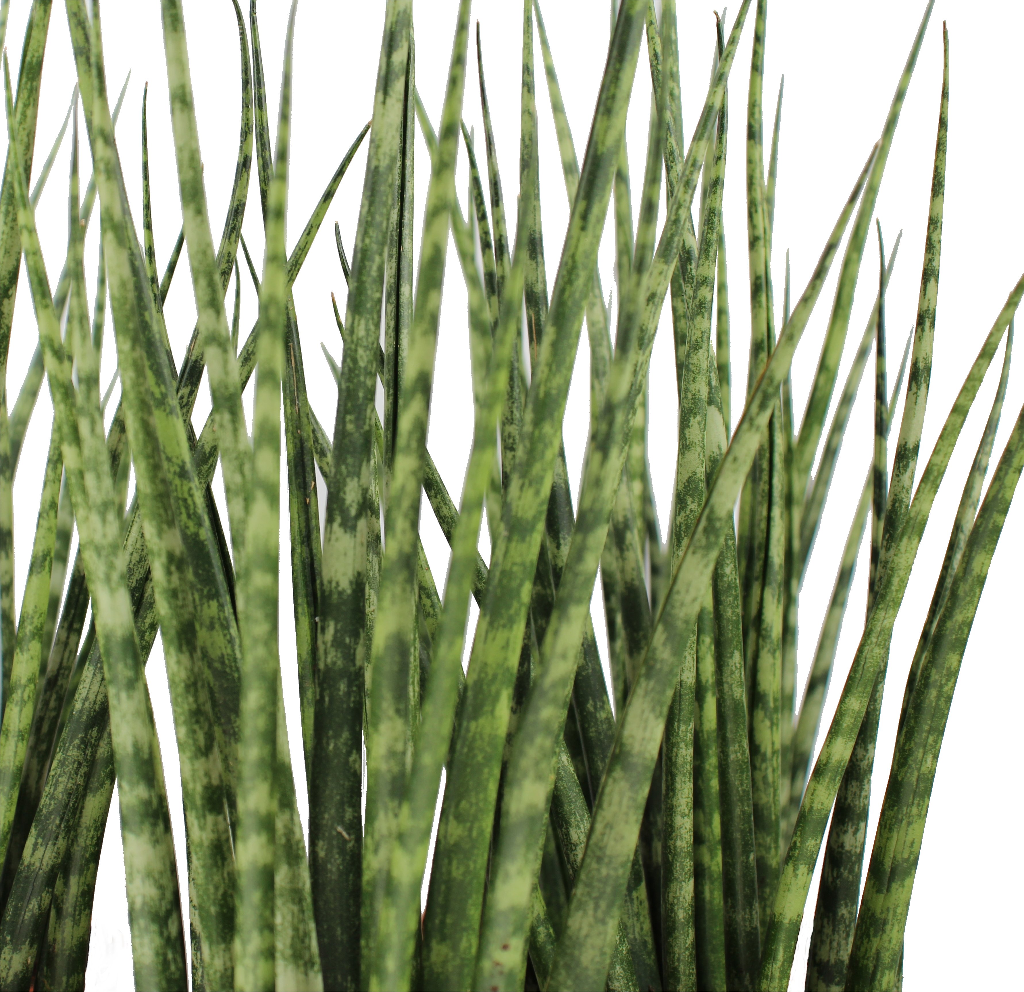 Sansevieria Fernwood Front