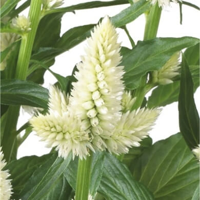 Celocia Spicata Merida Guyana