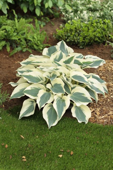 Hosta Firn Line