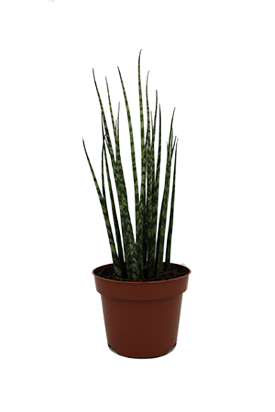 Sansevieria Fernwood Micado 12Cm Pot