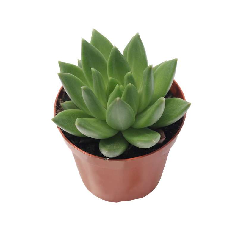 Echeveria X Pachyphytum Hybrid Nekkar PL