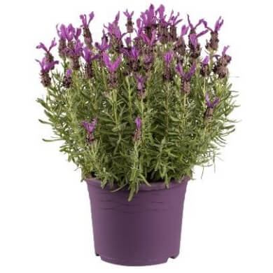 Lavandula Giant Summer PL