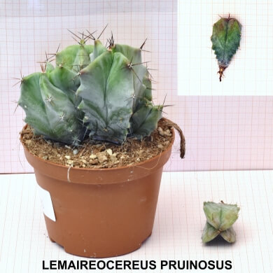 LEMAIREOCEREUS PRUINOSUS