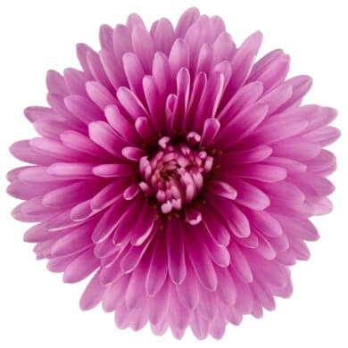 Aster Victoria Gabriella