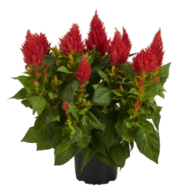 Celosia XXL Orange