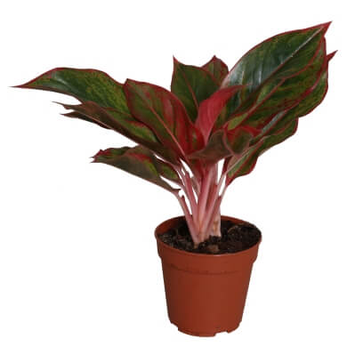 Aglaonema Creta PL