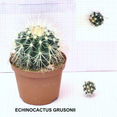 ECHINOCACTUS GRUSONII