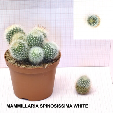 MAMMILLARIA SPINOSISSIMA WHITE