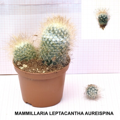 MAMMILLARIA LEPTACANTHA AURESPINA