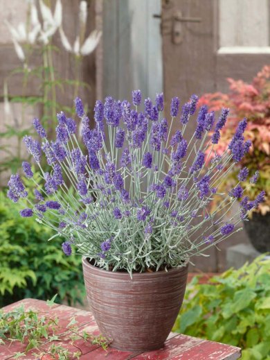 Lavandula Intermedia Grosso