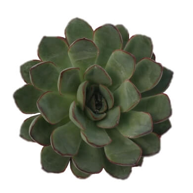 Echeveria Pulidonis