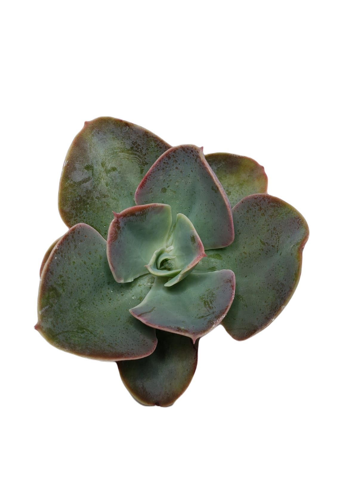 ECHEVERIA PALLIDA