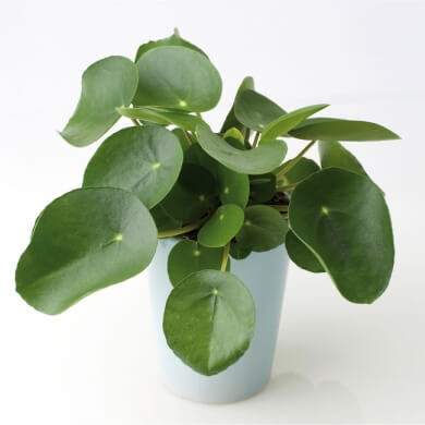 Pilea Peperomioides 2