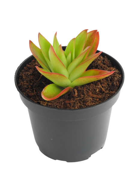 CRASSULA CAPITELLA CAMPFIRE