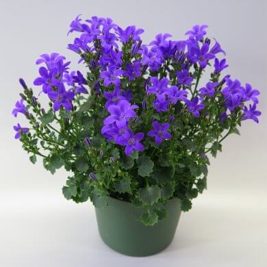 Campanula Deep Blue Ocean PL