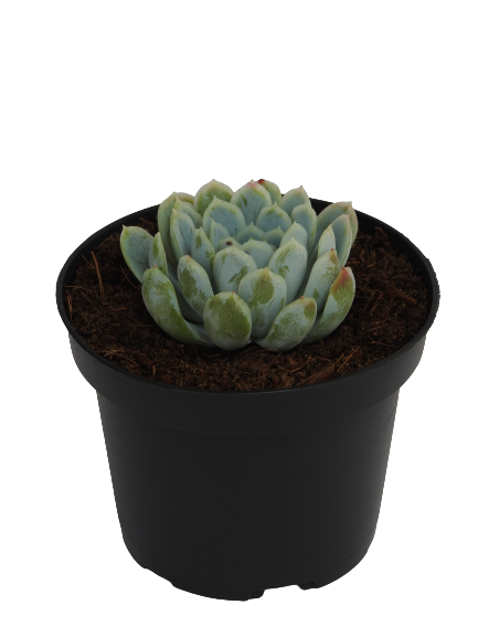 ECHEVERIA ELEGANS GREEN