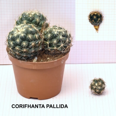 CORIFHANTA PALLIDA 2