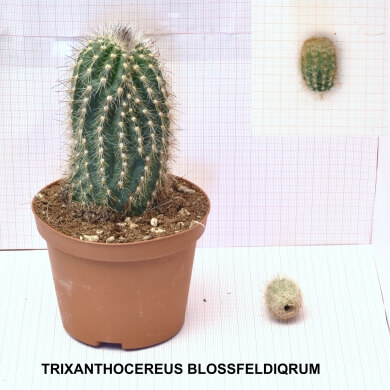 TRIXANTHOCEREUS BLOSSFELDIQRUM
