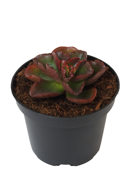 ECHEVERIA CURLY RED