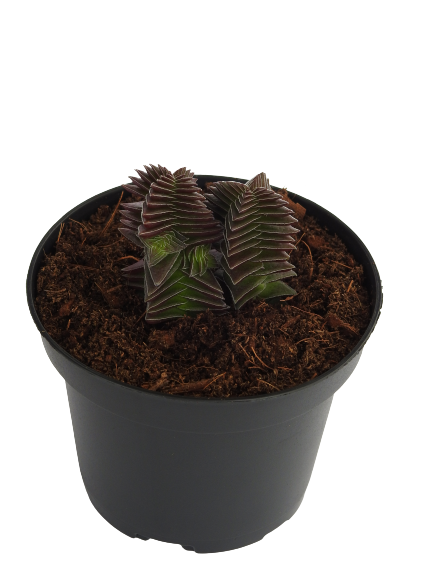 CRASSULA CAPITELLA ORIGAMI 2X1