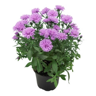 Asters Queen Regent Navy Blue PL