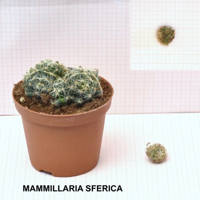 MAMMILLARIA SFERICA