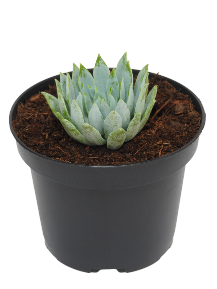 SEDUM REFLEXUM BANANA BLUE