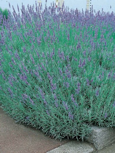 Lavandula Intermedia Dutch