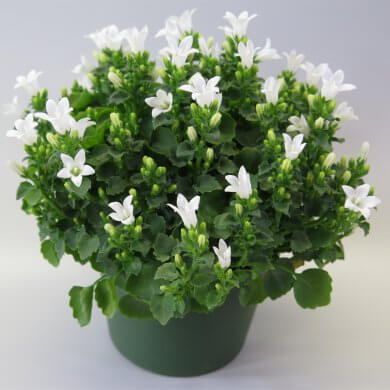 Campanula White Ocean PL