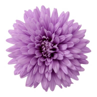 Asters Queen Regent Sky Blue BL