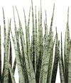 Sansevieria Hybrid Icicle Front
