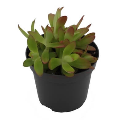 Crassula Capitella Campfire PL