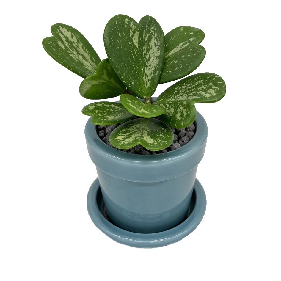 Hoya-kerri-Love Leaves Splash.jpg