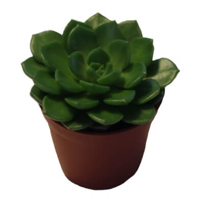 Echeveria Atroviridis PL